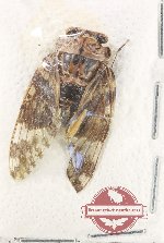 Scientific lot no. 43 Cicadidae (1 pc)