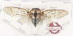 Cicadidae sp. 108
