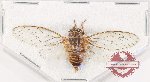 Cicadidae sp. 104 (A-)