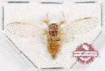 Cicadidae sp. 89 (A2)