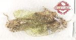 Scientific lot no. 44 Cicadidae (3 pcs)