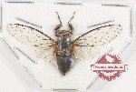 Cicadidae sp. 107