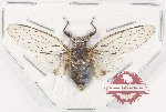 Cicadidae sp. 107