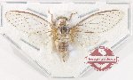 Cicadidae sp. 105