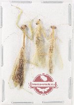 Scientific lot no. 33 Mantodea (3 pcs A2 - closed)