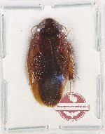 Blattodea sp. 60