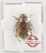 Melolonthinae sp. 31
