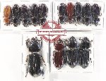 Scientific lot no. 203 Passalidae (14 pcs - 8 pcs A2)