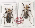 Scientific lot no. 104 Cantharidae (2 pcs - 1 pc A-)