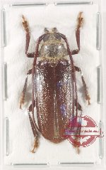Cnemoplites prionoides