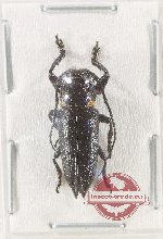 Xiphotheata sp. 2