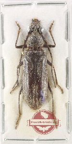 Cerambycini sp. 10