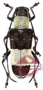 Paraglenea latefasciata (A-)