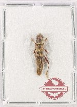 Thranius fryanus (A2)