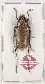 Blepephaeus ocellatus (AA-)