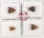 Scientific lot no. 434 Rutelinae (4 pcs)