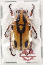 Dilochrosis wateri