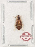 Lebiinae sp. 27 (A2)