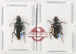 Scientific lot no. 1019 Carabidae (Lebiinae) (2 pcs A2)