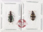 Scientific lot no. 1017 Carabidae (Lebiinae) (2 pcs)