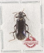 Tenebrionidae sp. 139