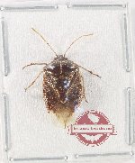 Pentatomidae sp. 84 (A2)