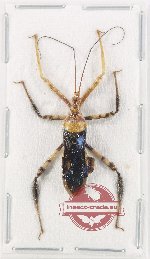 Reduviidae sp. 39 (A-)