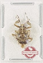 Pentatomidae sp. 80