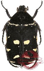 Protaetia (Euprotaetia) inexpectata (5 pcs)