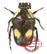 Bisallardiana decorticata