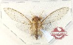 Cicadidae sp. 97