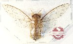 Cicadidae sp. 97