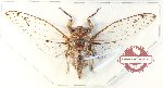Cicadidae sp. 85 (Megapomponia sp. 1) (5 pcs)