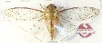 Cicadidae sp. 94 (A-)
