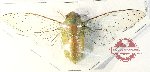 Cicadidae sp. 94 (A-)