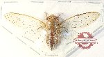 Cicadidae sp. 98
