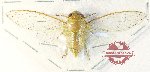 Cicadidae sp. 95
