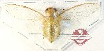 Cicadidae sp. 95