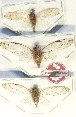 Scientific lot no. 40 Cicadidae (3 pcs A-, A2)