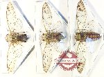 Scientific lot no. 41 Cicadidae (3 pcs - 1 pc A2)