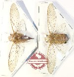 Scientific lot no. 42 Cicadidae (2 pcs - 1 pc A-)