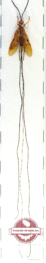 Euurobracon  bhaskarai