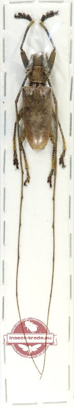 Acalolepta sp. 22