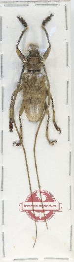 Acalolepta sp. 22 (A-)