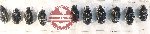 Taeniodera tricolor BLACK FORM (10 pcs)