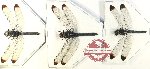 Scientific lot no. 25 Odonata (3 pcs)