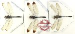 Scientific lot no. 24 Odonata (3 pcs)