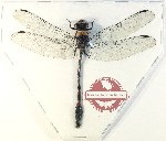 Scientific lot no. 26 Odonata (1 pc)