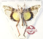 Gastrimargus africanus ssp. (SPREAD) (A2)