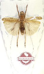 Orthoptera sp. 68